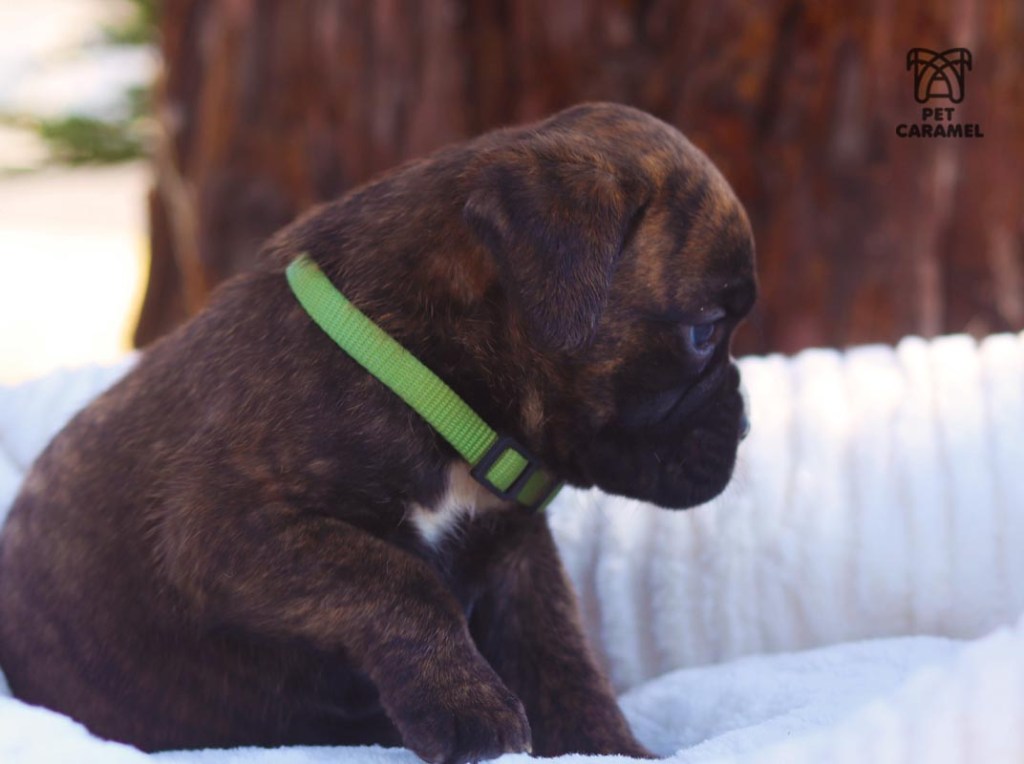 Female Boxer puppy for sale in California CUTE 