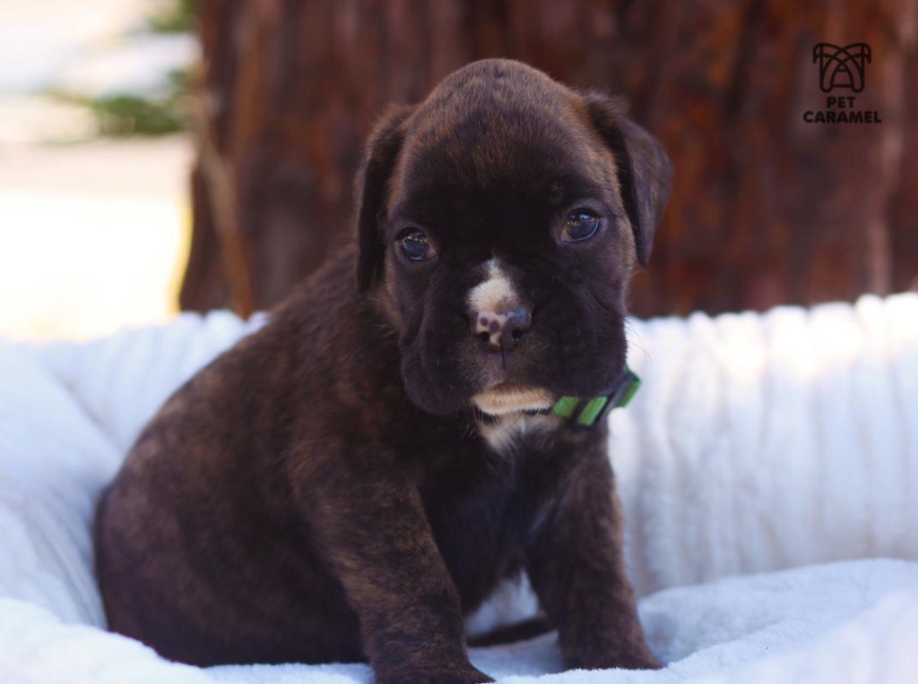 Male Boxer Brindle for Sale Breeder in California