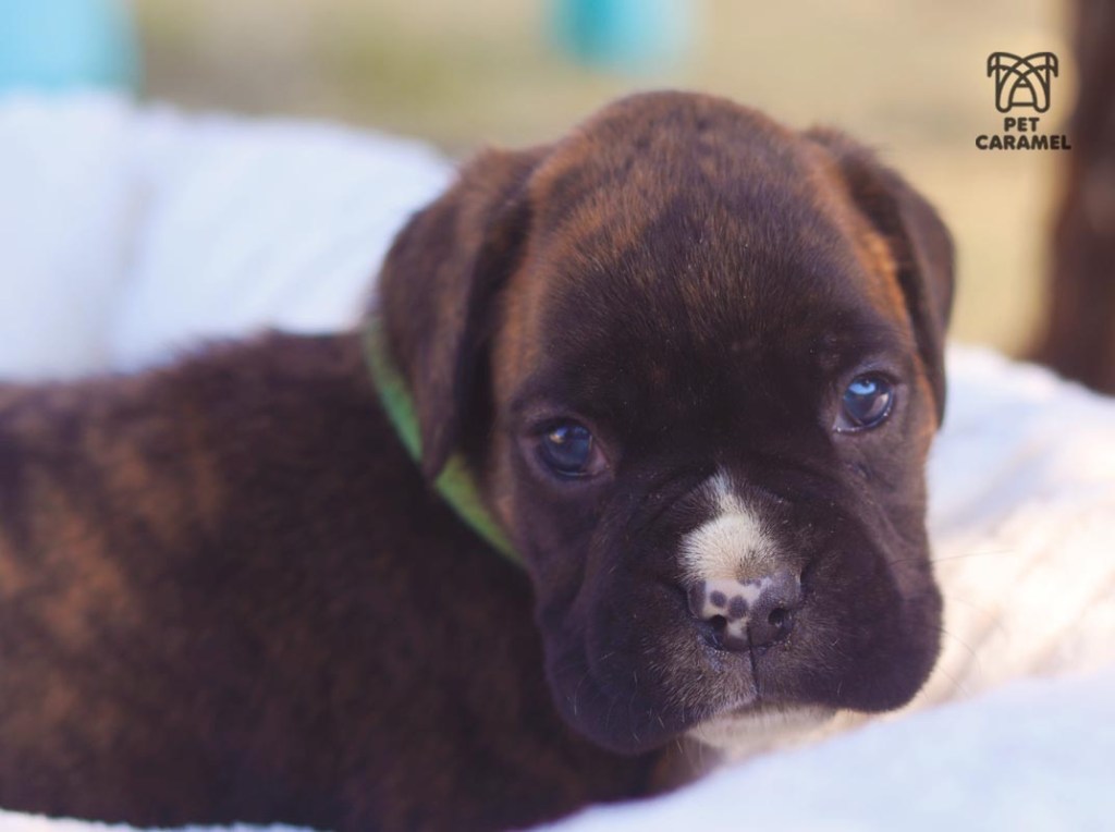 Boxer puppy looking to the camera lens 34 days