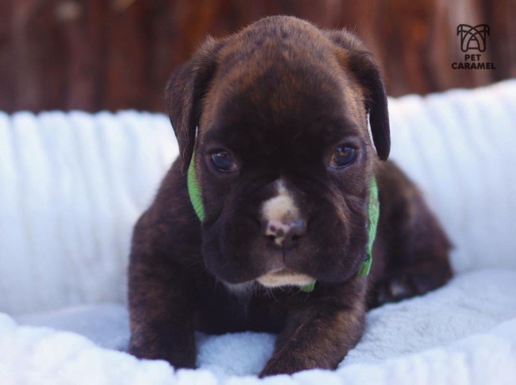 Boxer Male puppy looking to the camera lens 34 days