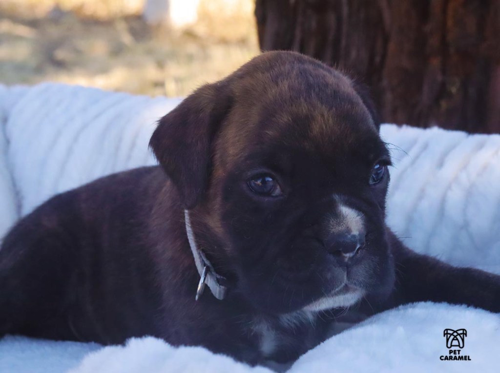 Male C puppy brindle for sale n california