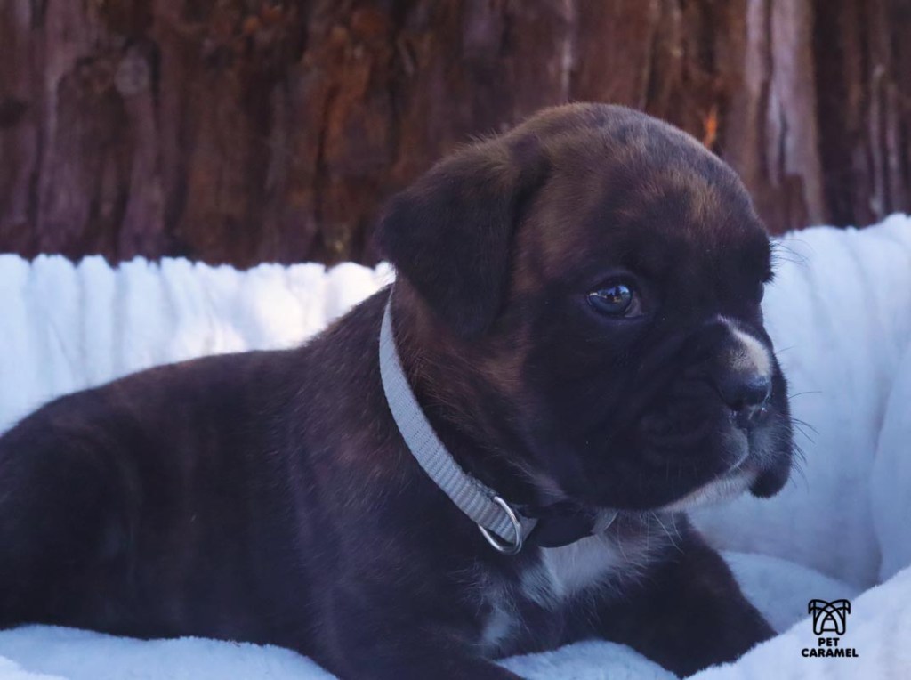 Cute Male brindle for sale in california boxer puppy price