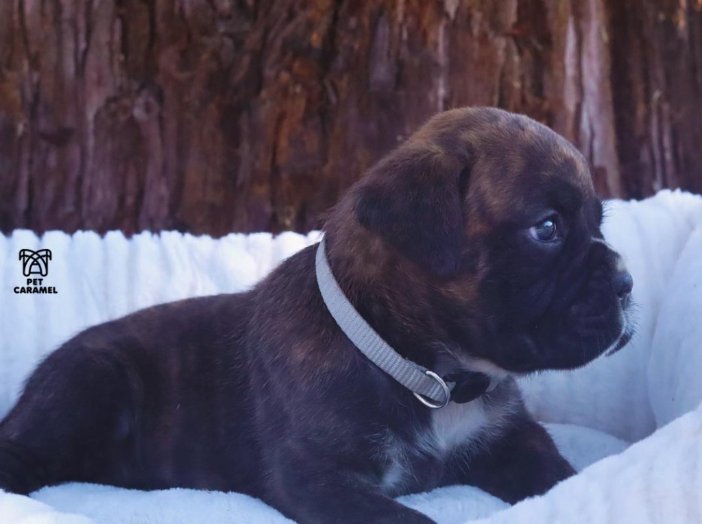 Cute Male brindle for sale in California boxer puppy k