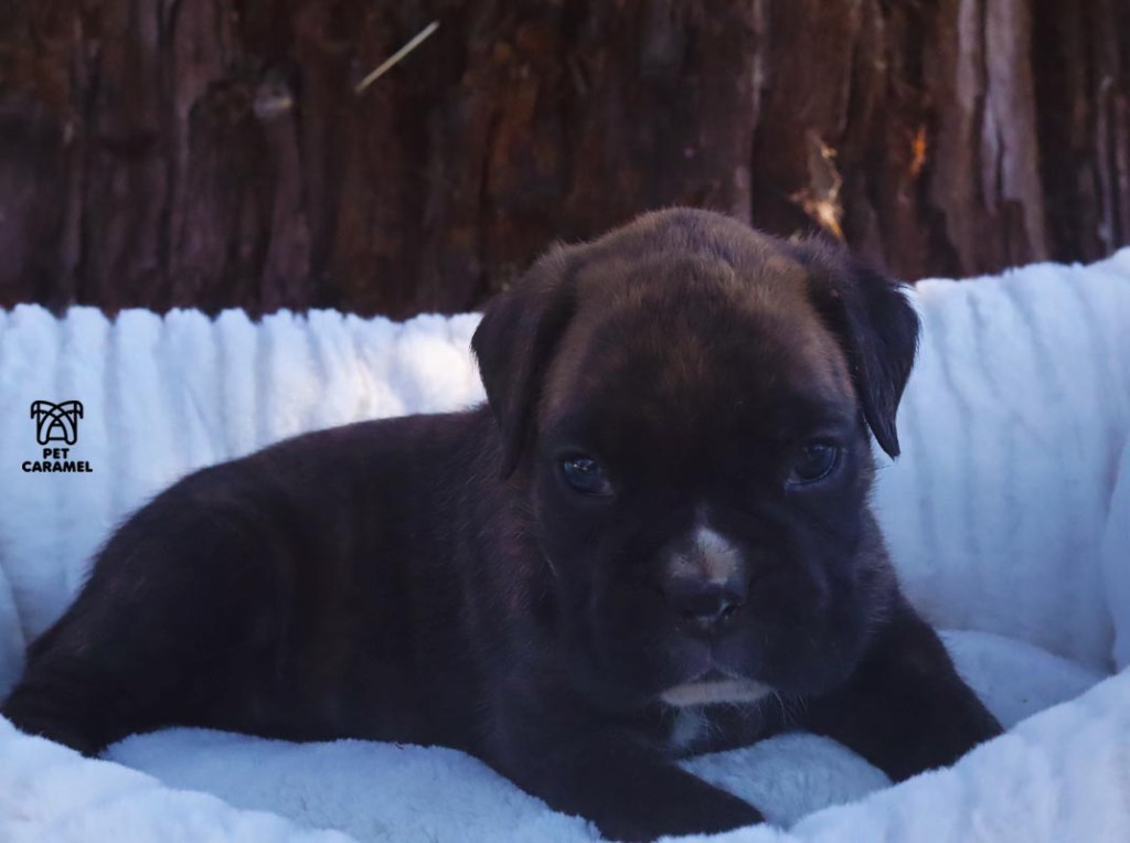 Boxer puppy for sale breeder
