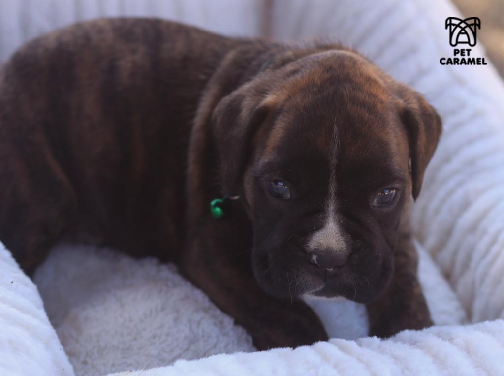 female boxer puppy for sale boxer breeder