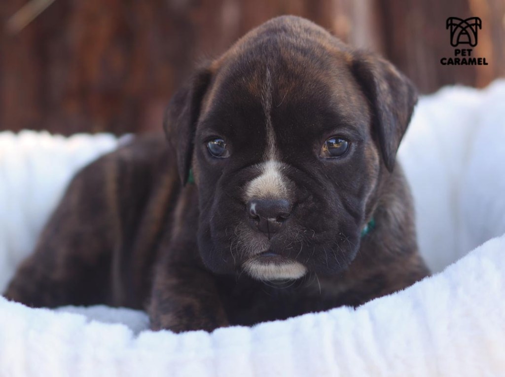 cute boxer puppy