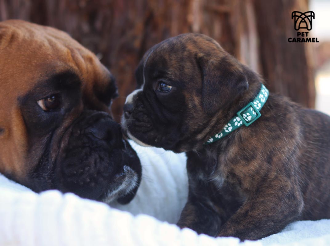 Male Boxer Puppy Avaliable