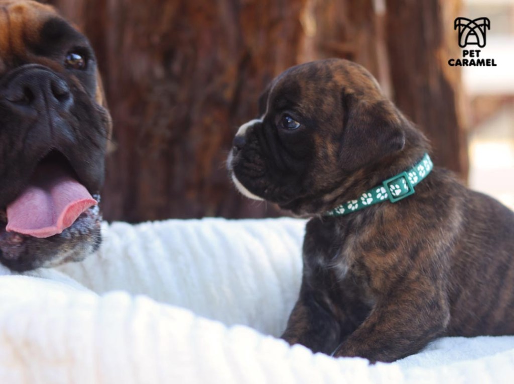 great boxer breeder
