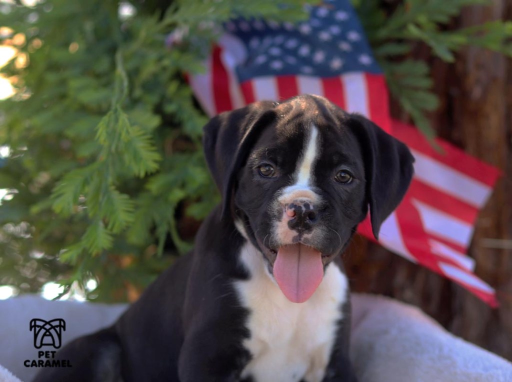 female black boxer puppy