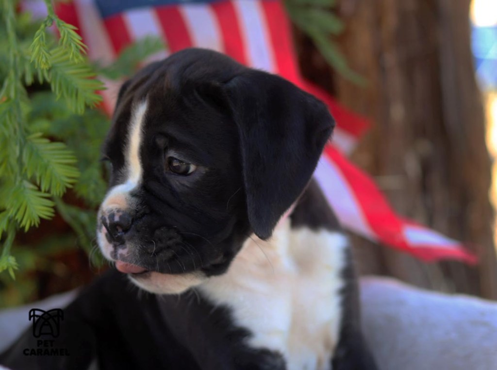 female boxer puppy