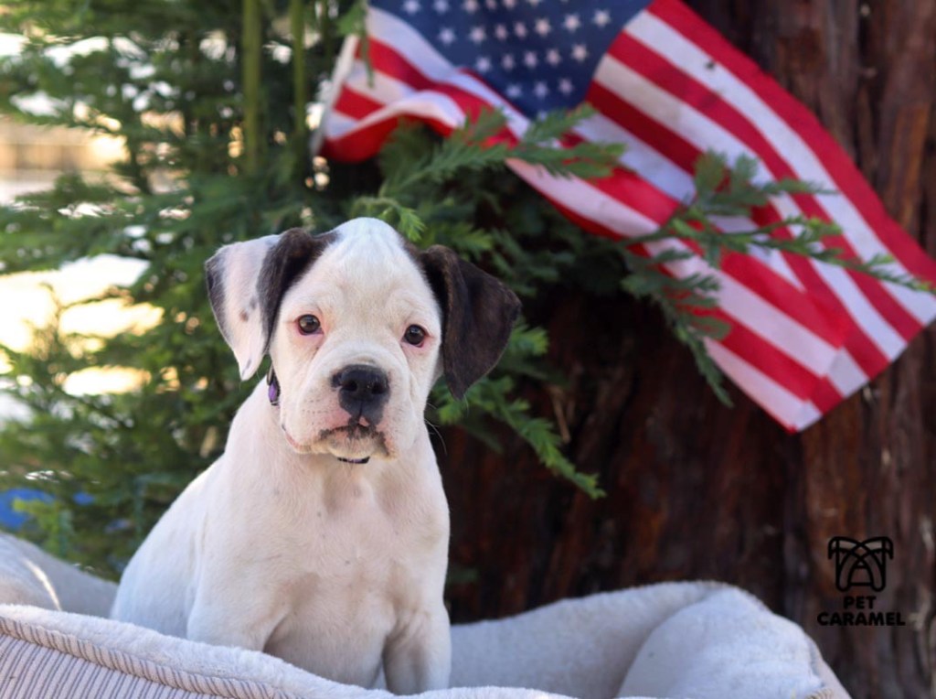 white female boxer puppy for sale