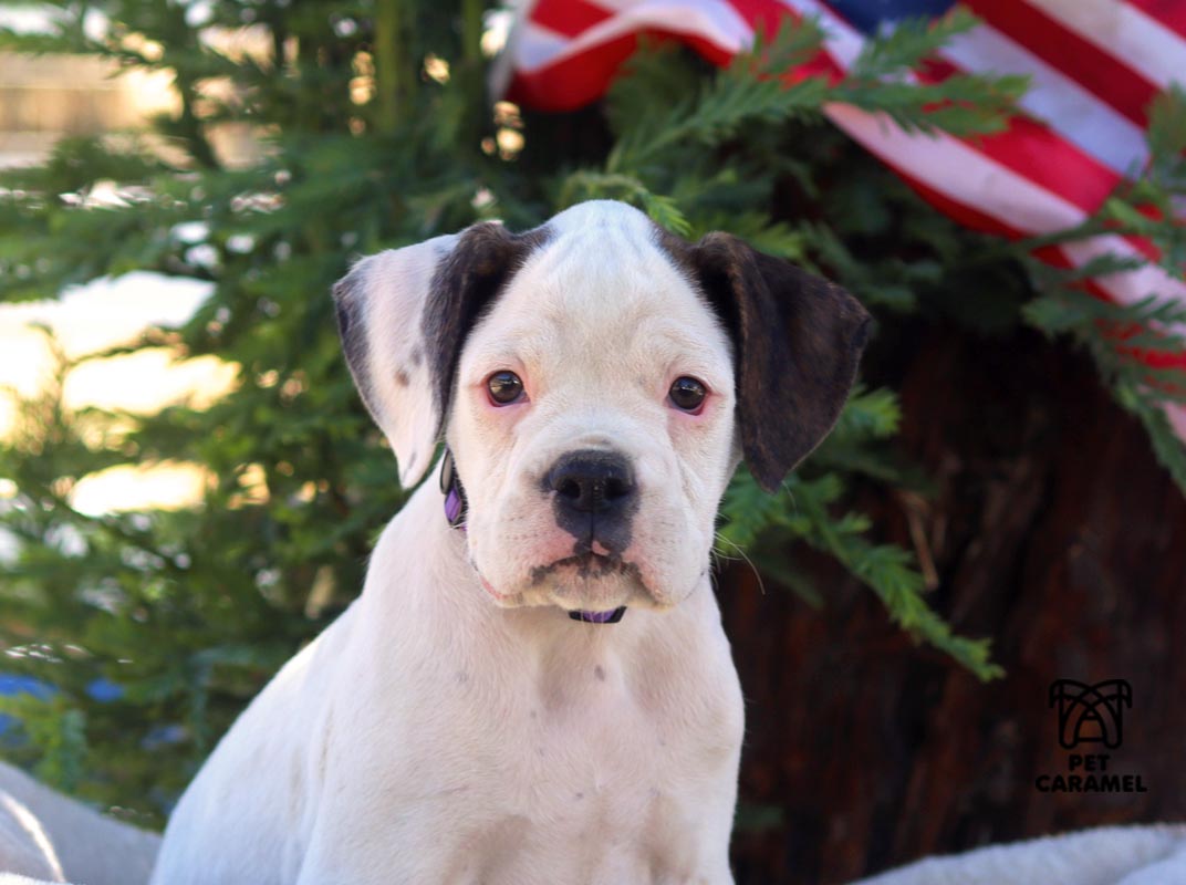 female boxer puppy for sale cute 