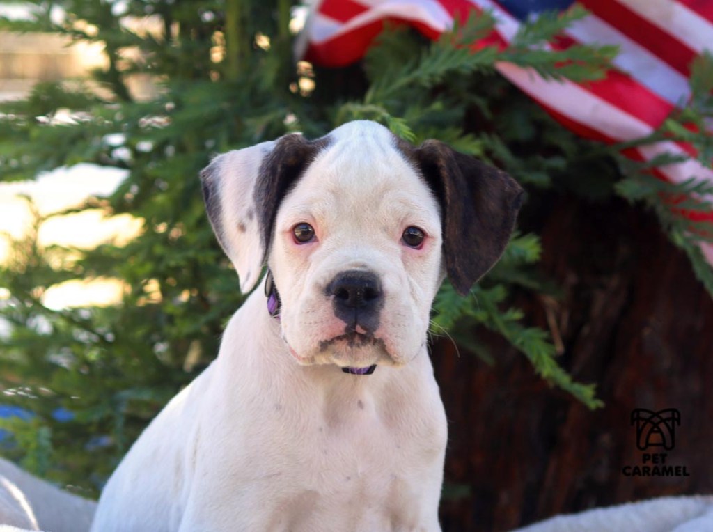 female boxer puppy for sale cute