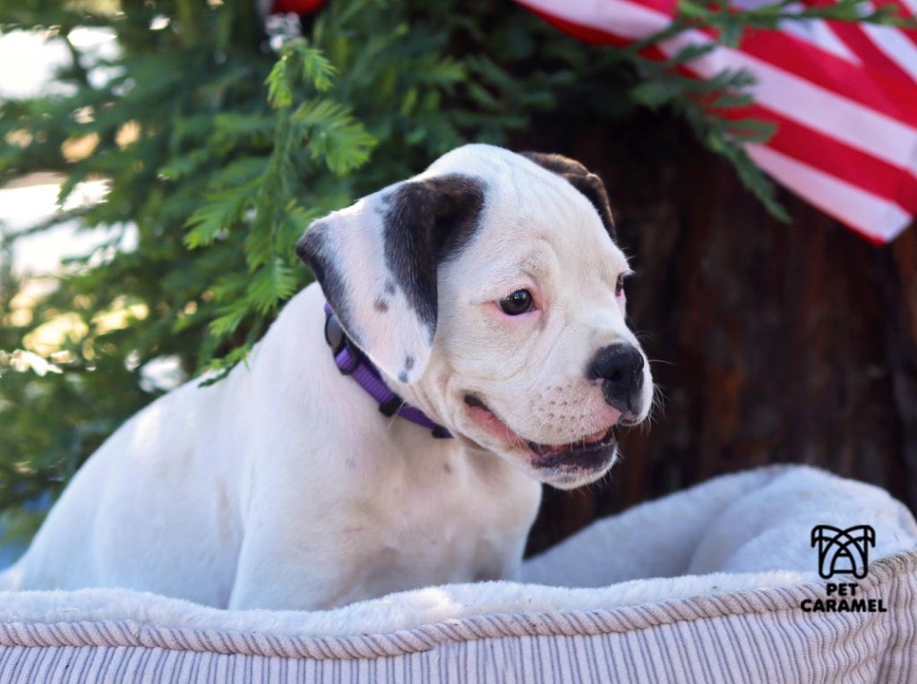 female white boxer puppy