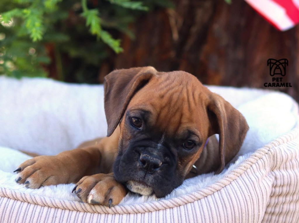 cute female boxer fawn