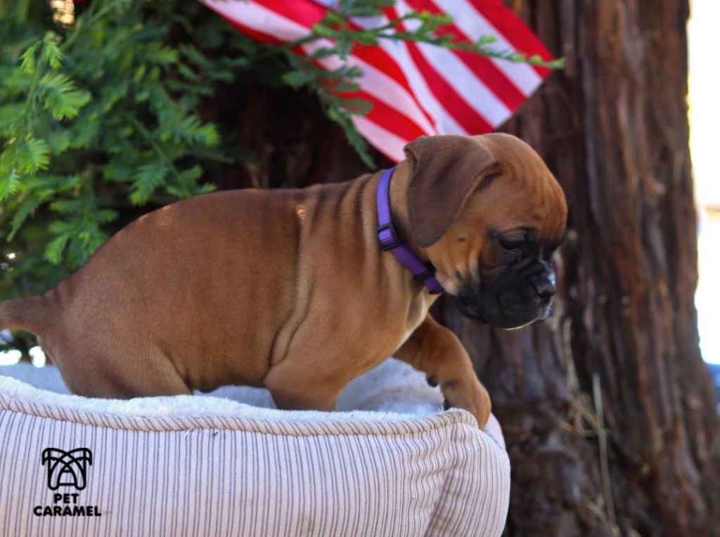 cute female fawn boxer puppy for sale