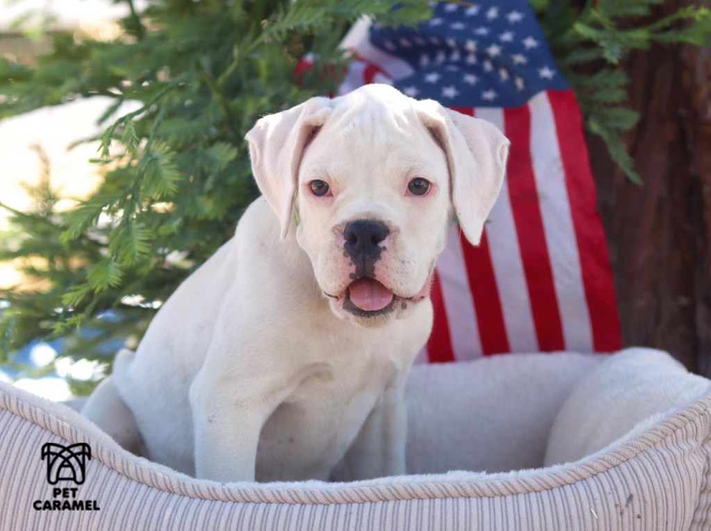 white boxer akc puppy for sale in california