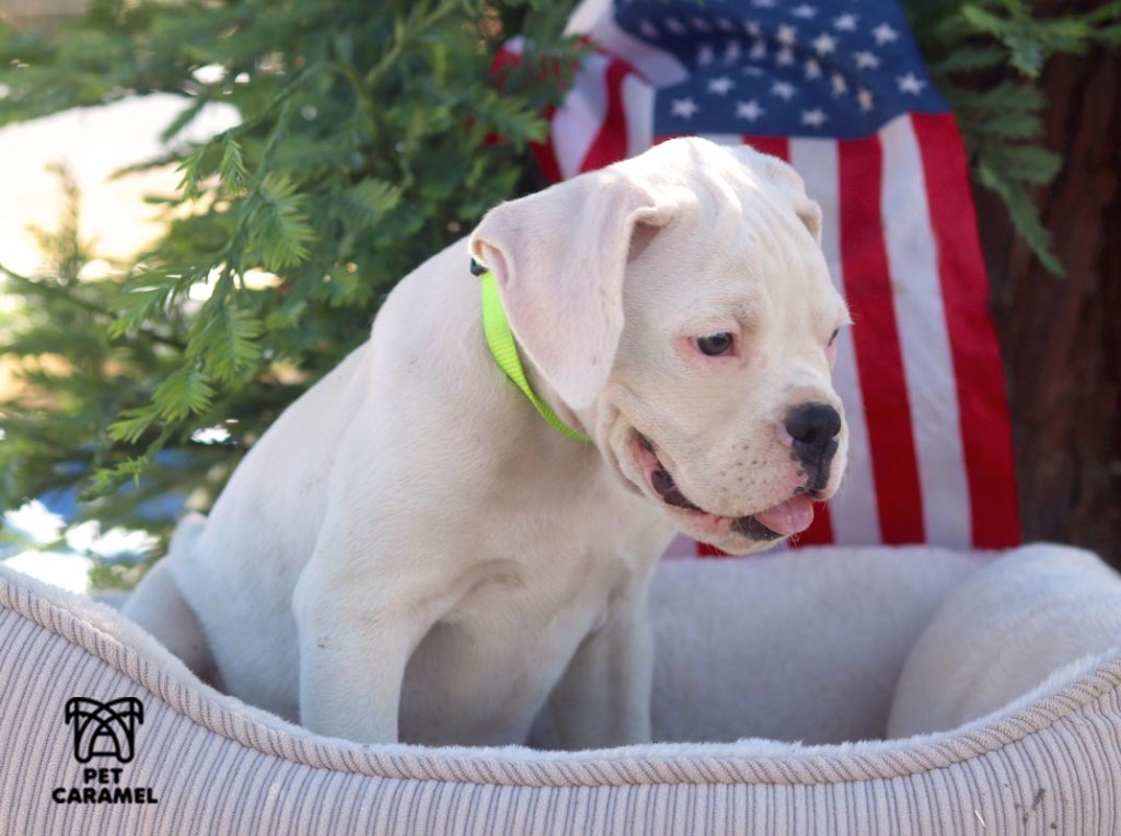 white boxer puppy for sale