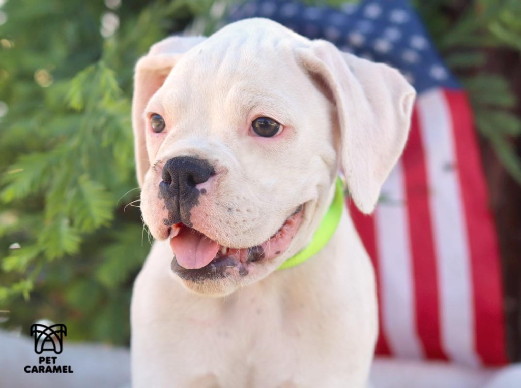 white male boxer puppy for sale