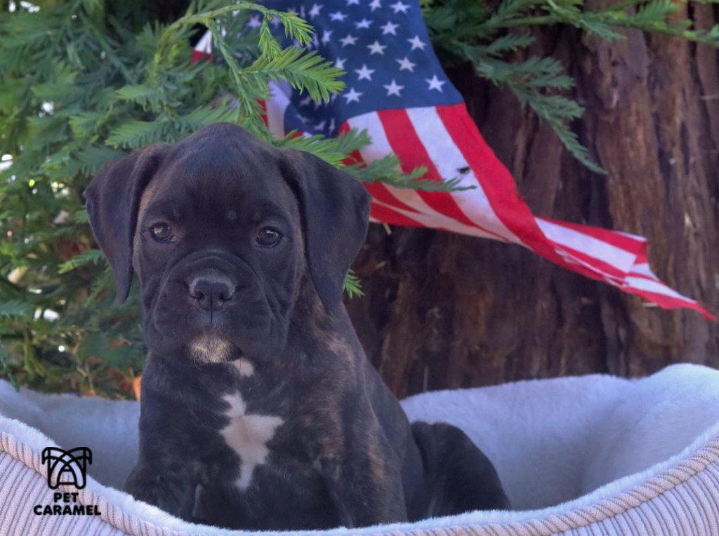 black female boxer akc puppy