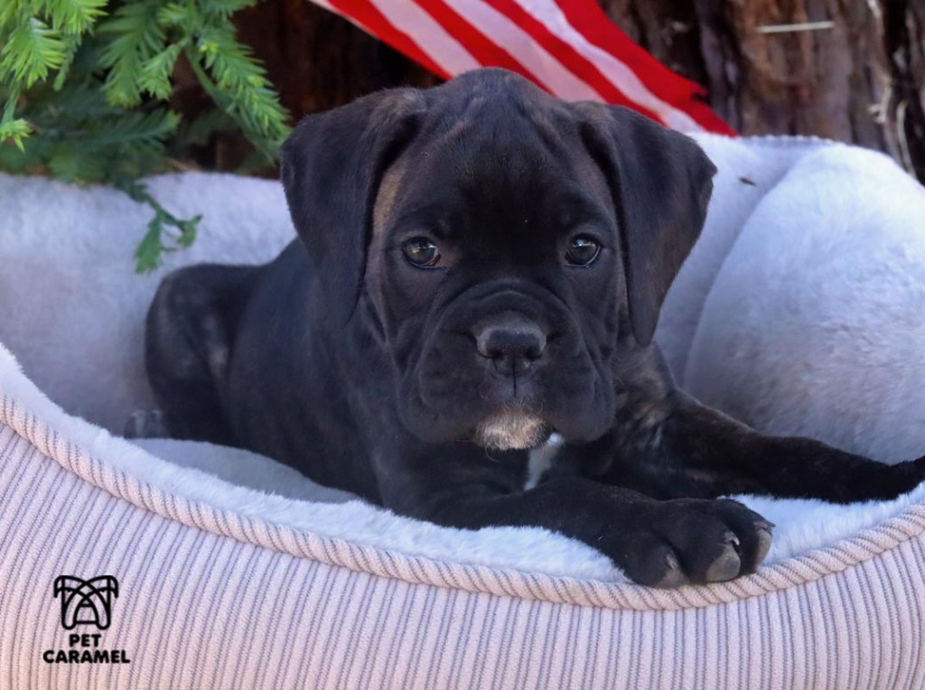 akc female boxer puppy