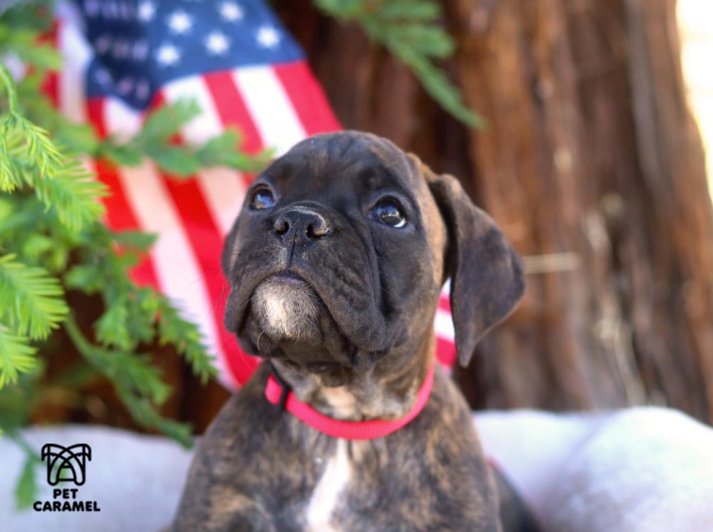 female brindle boxer puppy available