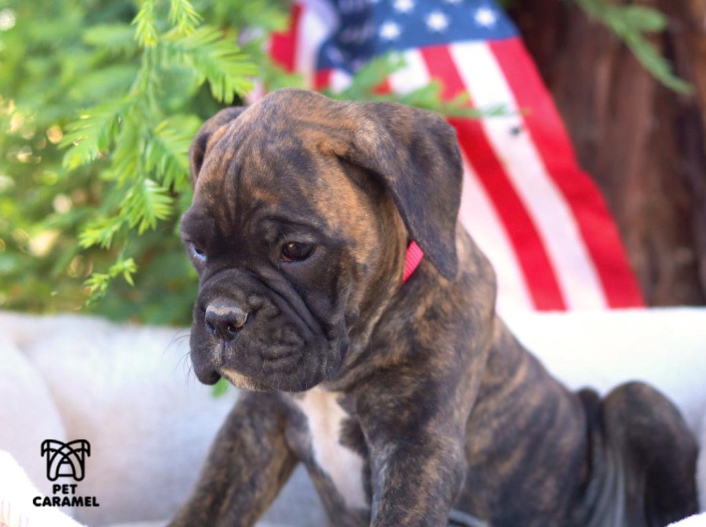 female boxer brindle avaliable