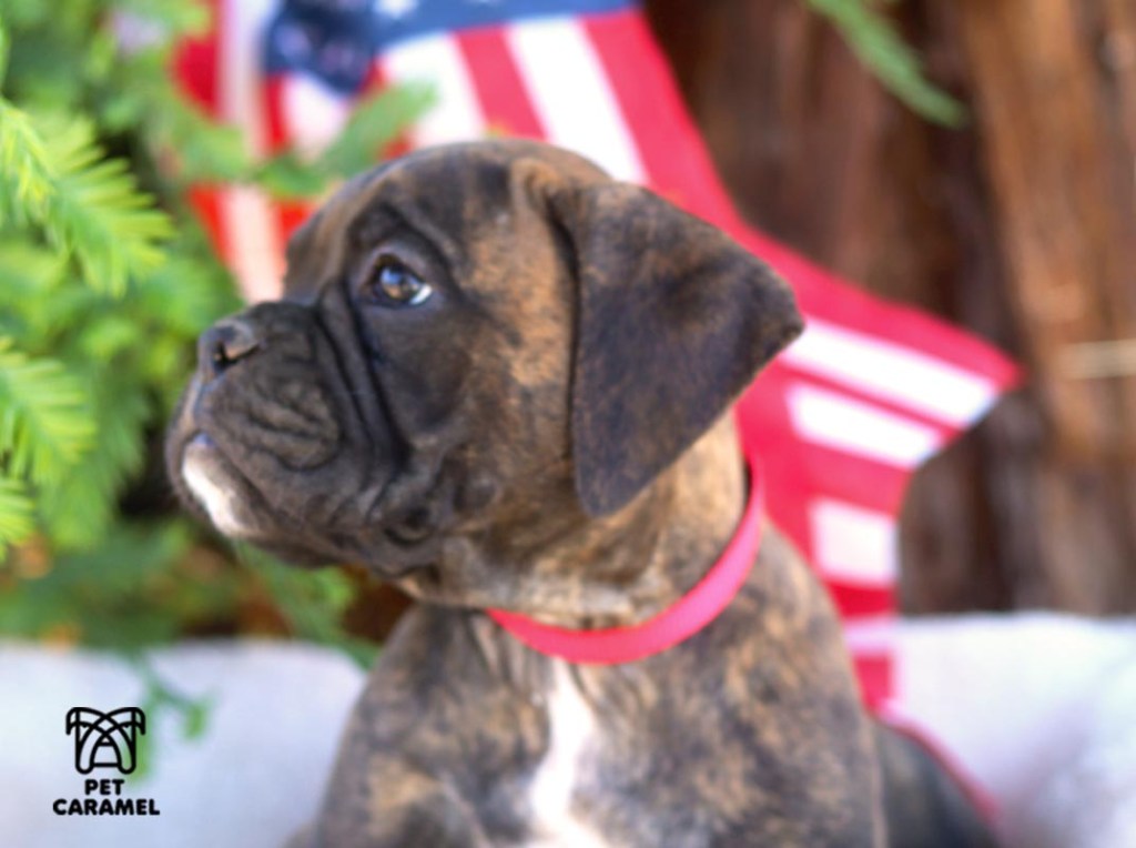 female brindle boxer puppy avaliable