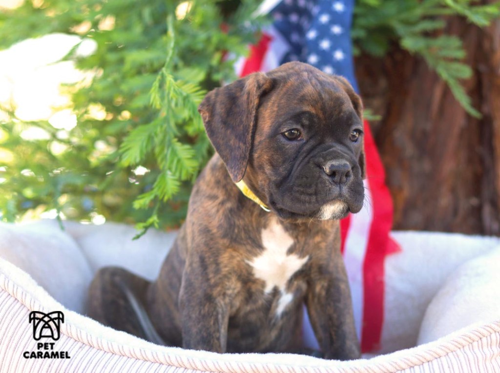 female brindle puppy