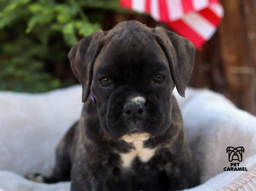 female european boxer puppy for sale in california