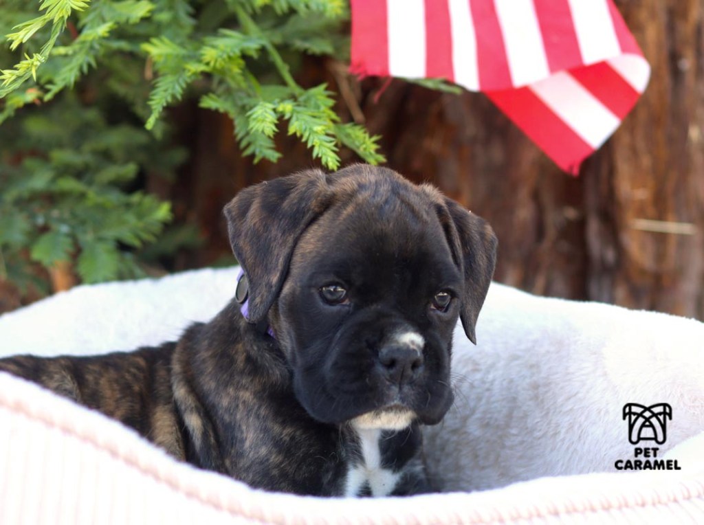 boxer puppy for sale in california boxer breeder akc