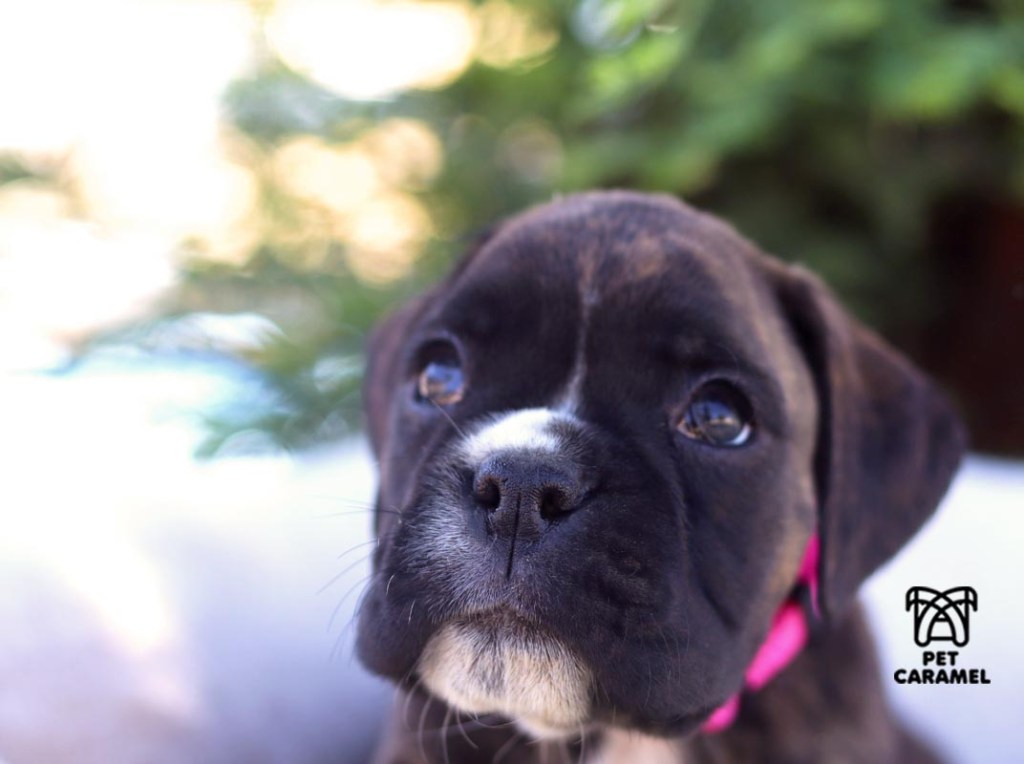 female brindle boxer puppy for sale