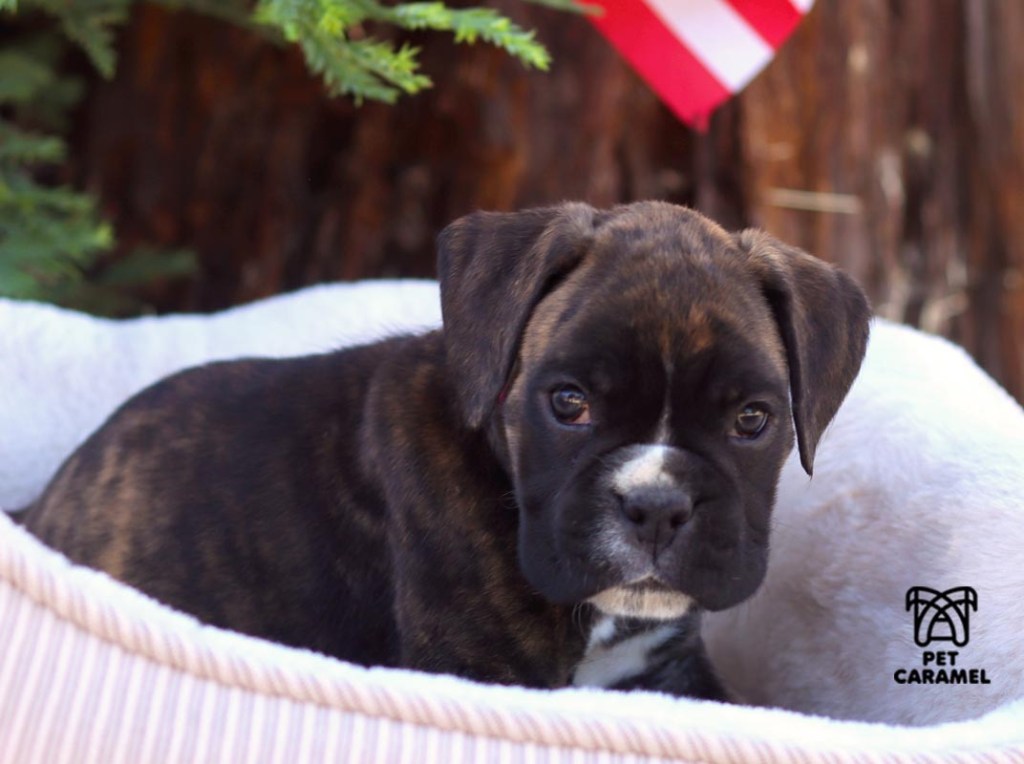 cute boxer puppy for sale