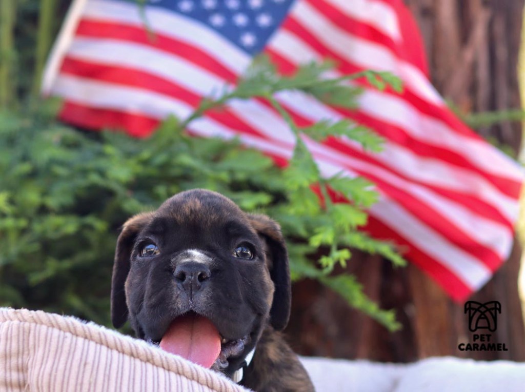 Male boxer puppy for sale in california