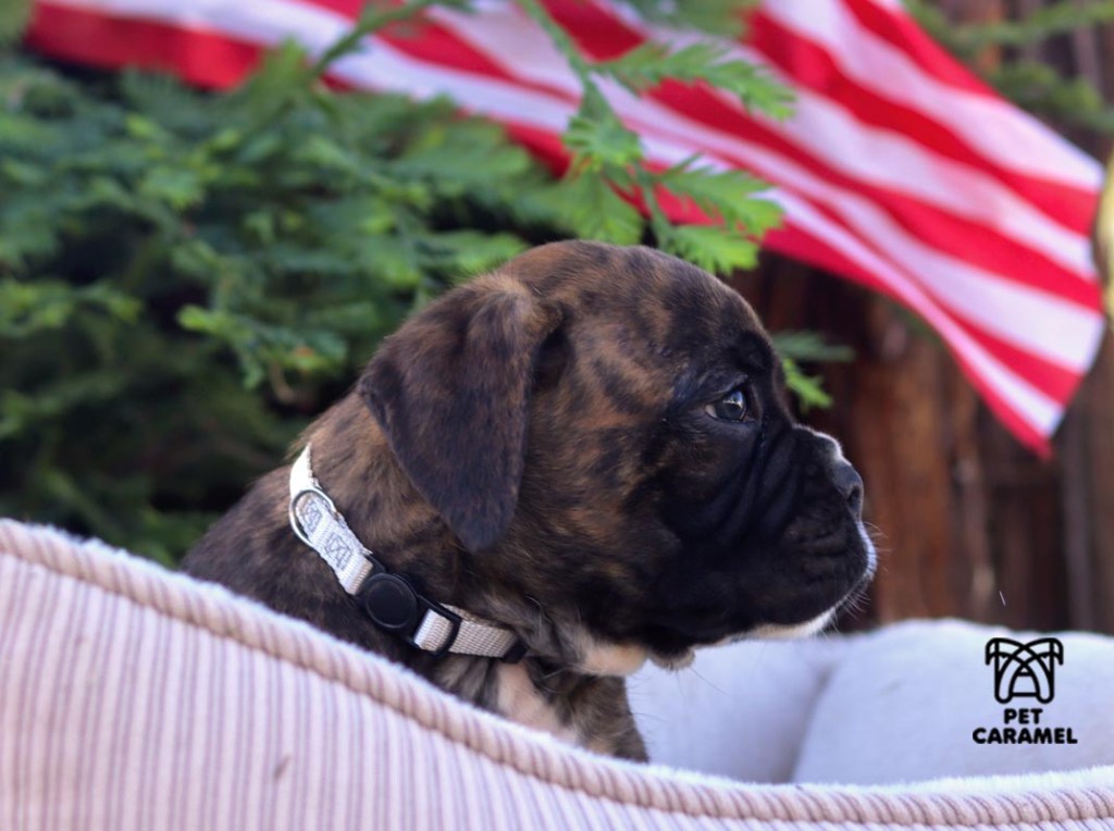 cute boxer puppy in california male akc