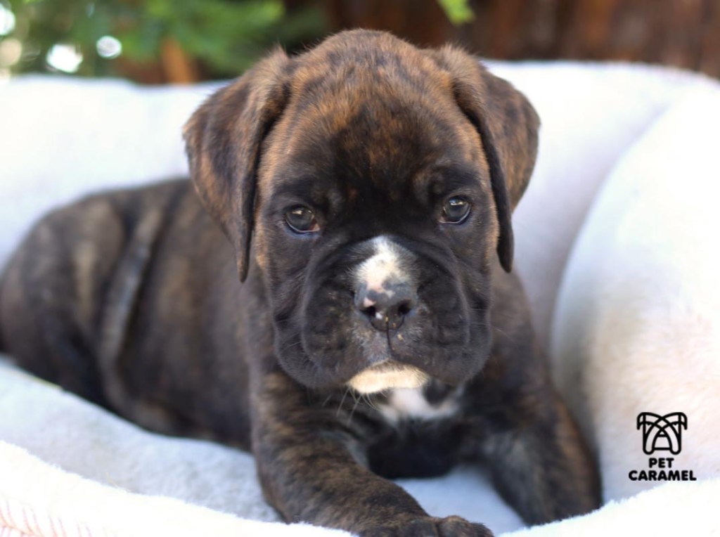 boxer brindle european in california breeder