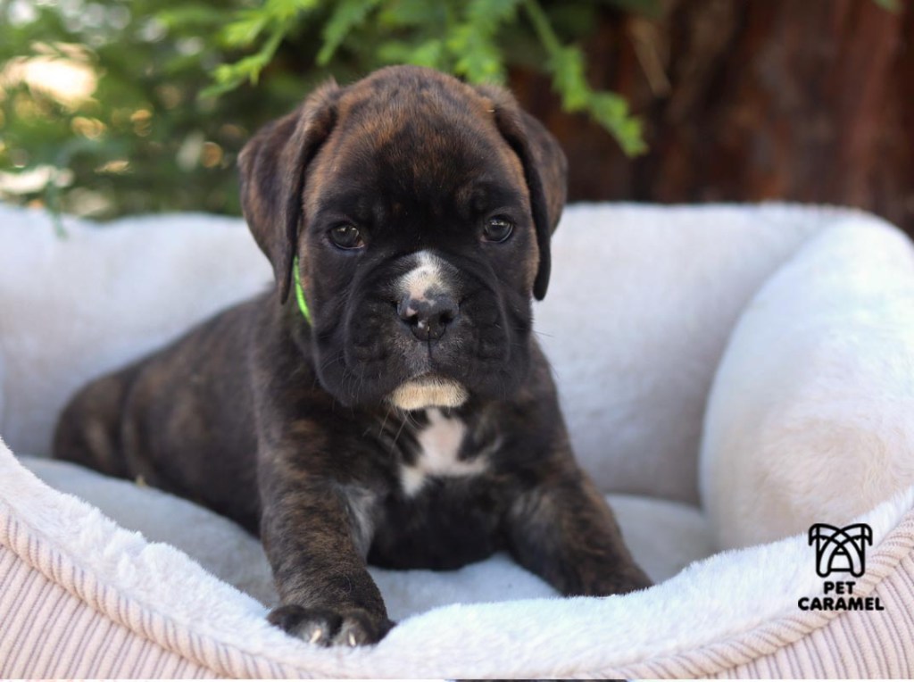 boxer breeder great reviews in california