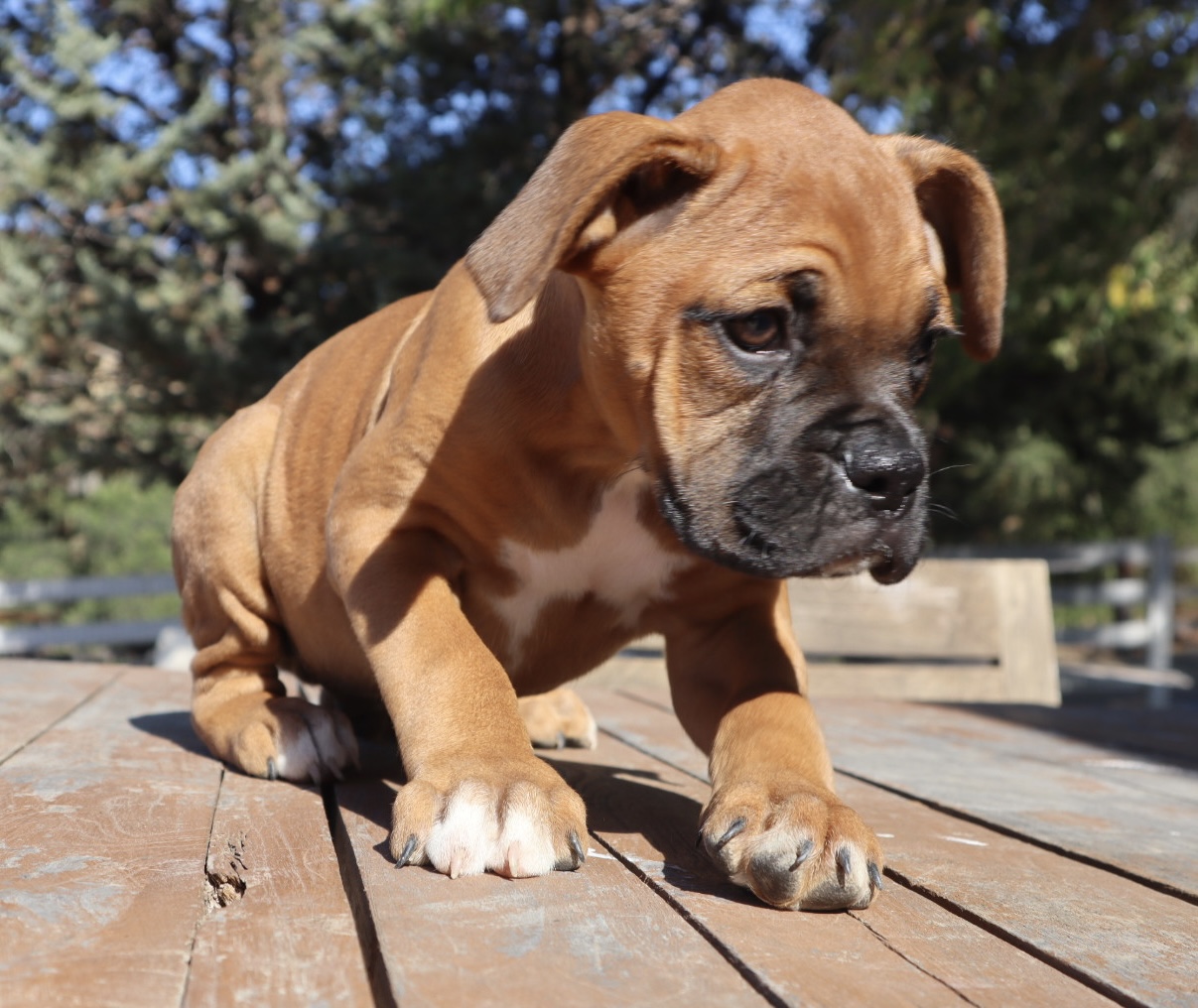 boxer breeder in california puppies fawn cute male