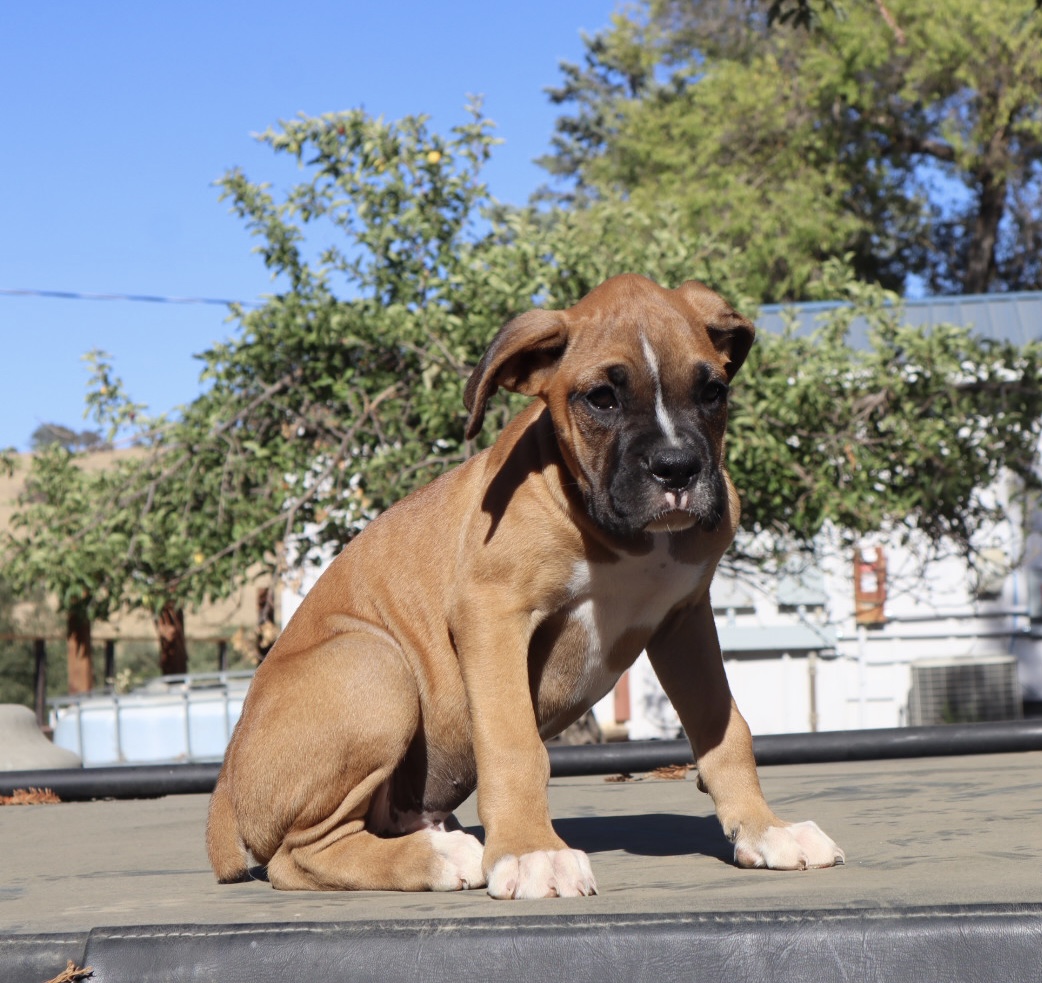 boxer breeder in california puppies fawn cute