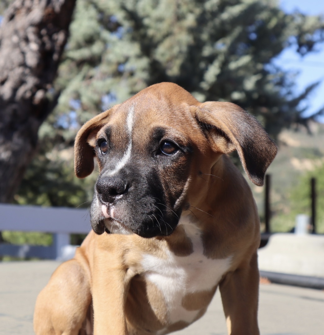 boxer breeder in california puppies fawn cute Bay Area