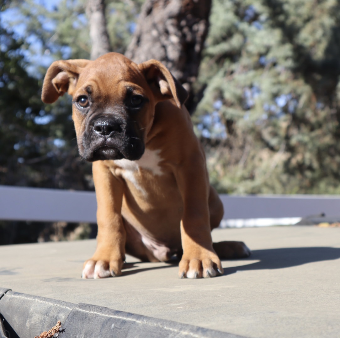 boxer breeder in california puppies fawn marks