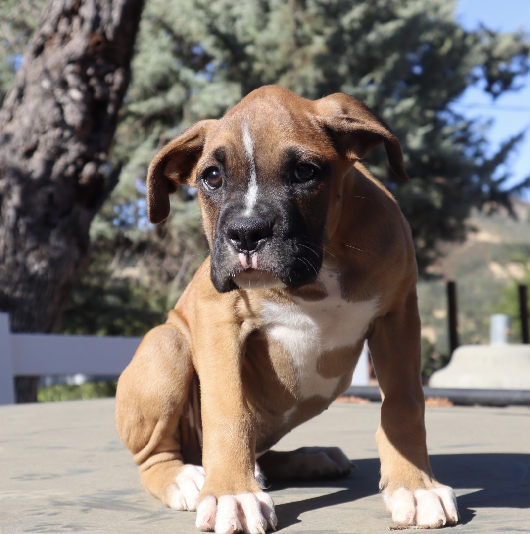 boxer-breeder-in-california-puppies-fawn