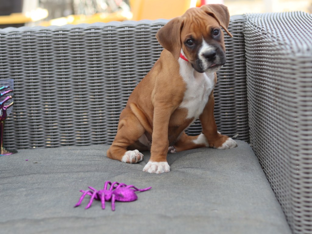 male boxer puppy