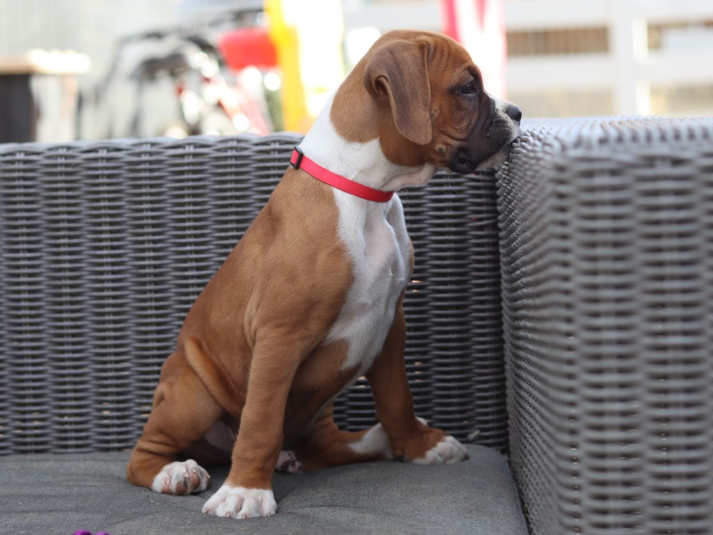 male boxer puppy