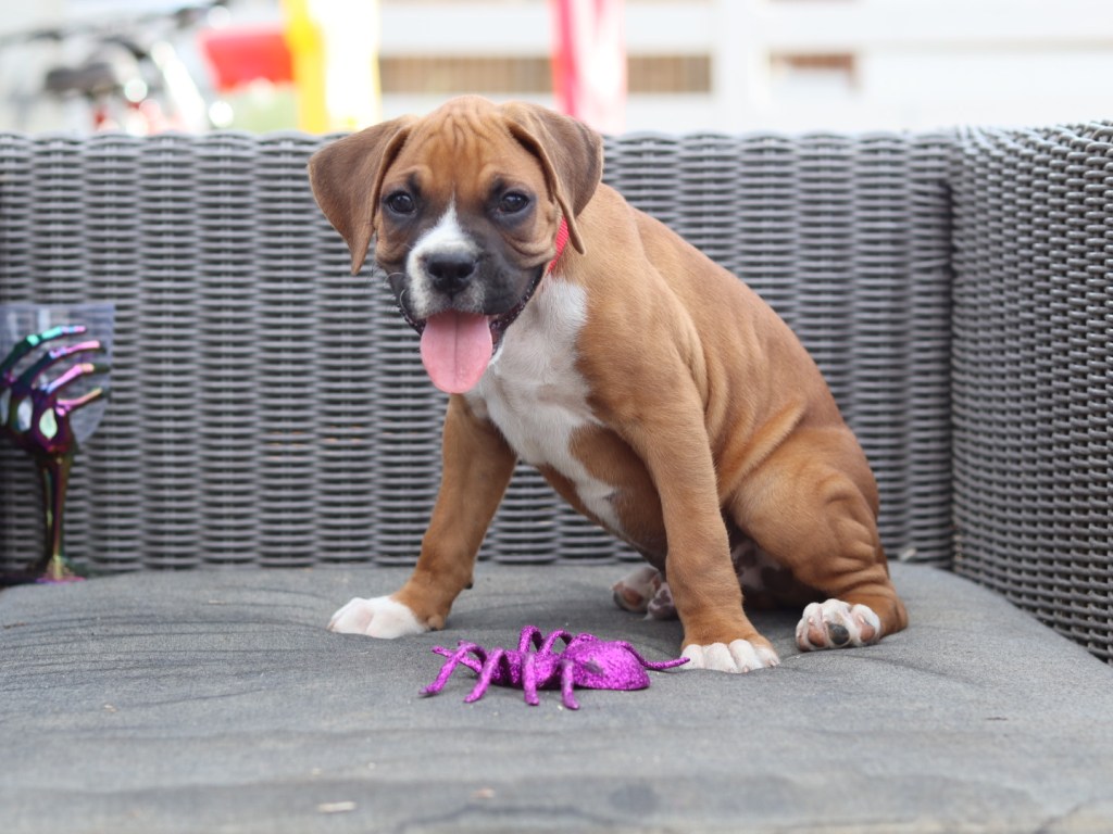 male boxer puppy