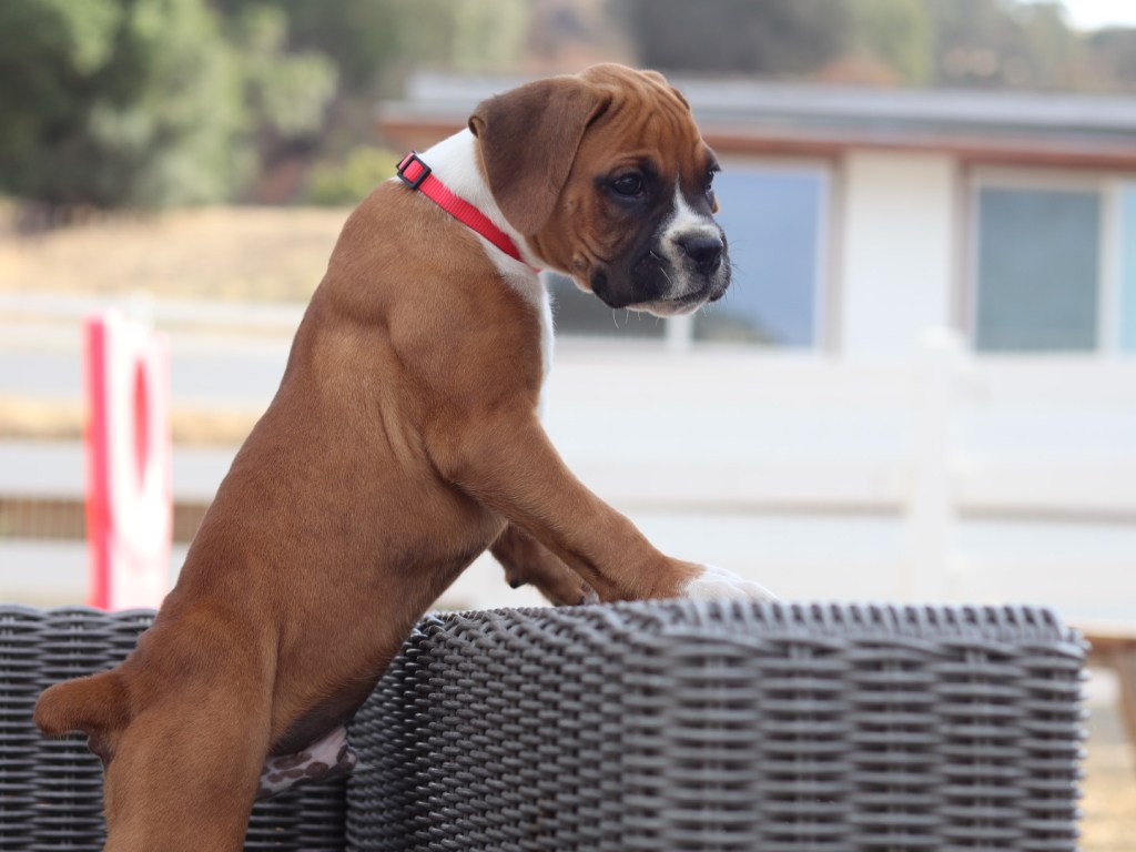 male boxer puppy