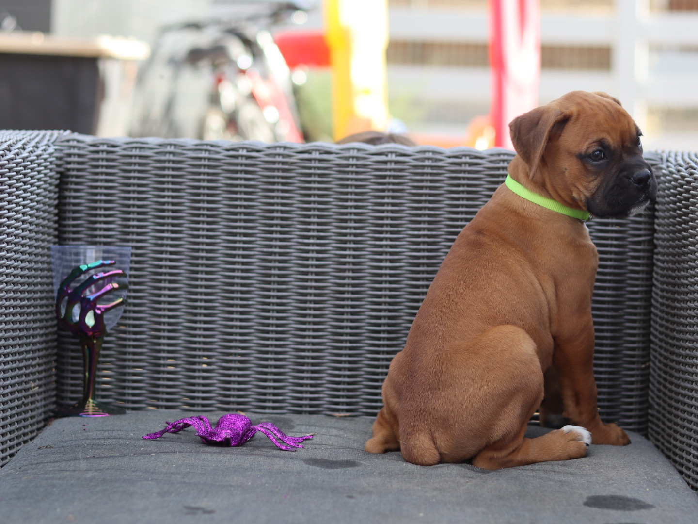 Male boxer puppy for sale