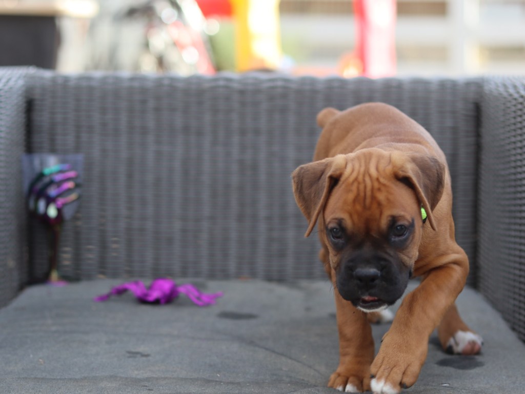 MALE boxer puppy akc