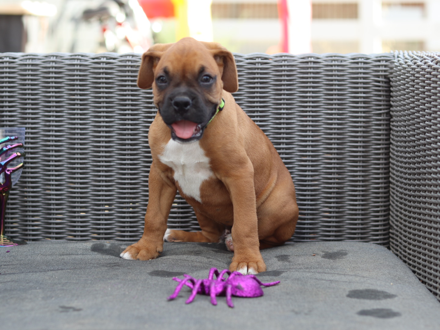 male boxer puppy