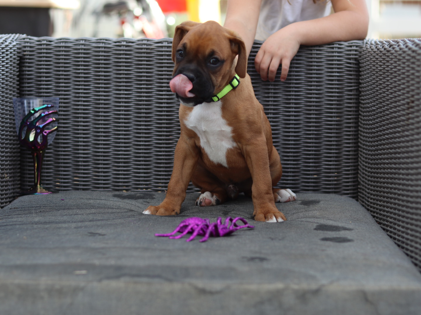 male boxer puppy